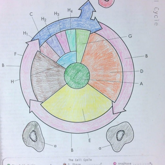 Cell cycle coloring worksheet answer key