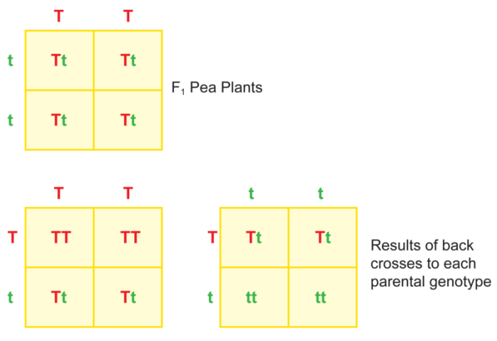 Patterns of heredity and human genetics answer key