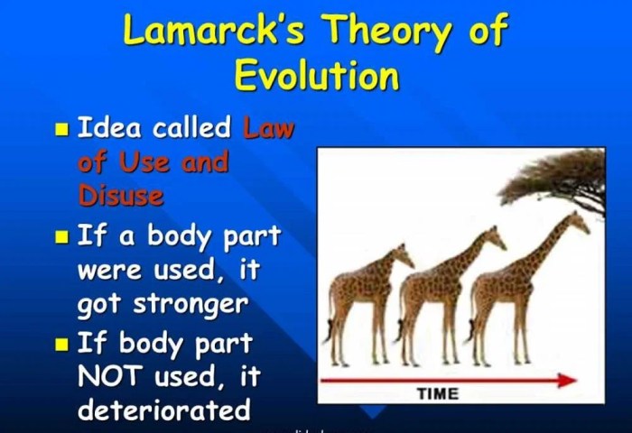 Which of the following is not an example of evolution