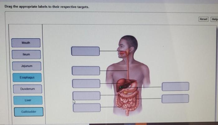 Drag the appropriate labels to their respective targets.resethelp