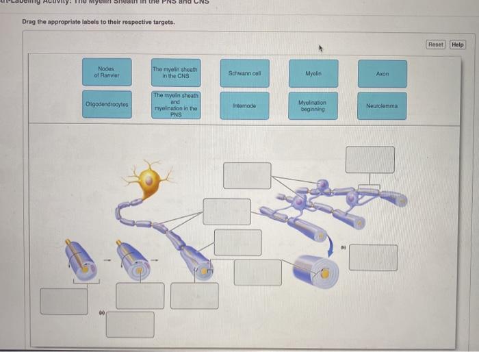 Drag the appropriate labels to their respective targets.resethelp