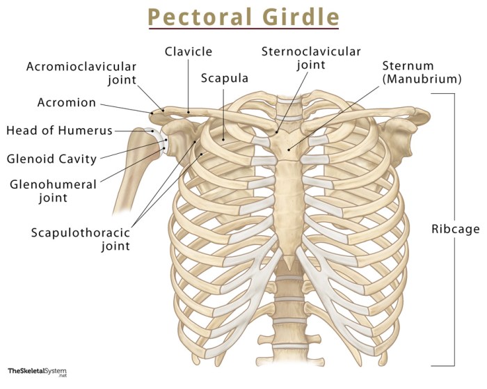 Skeletal exam