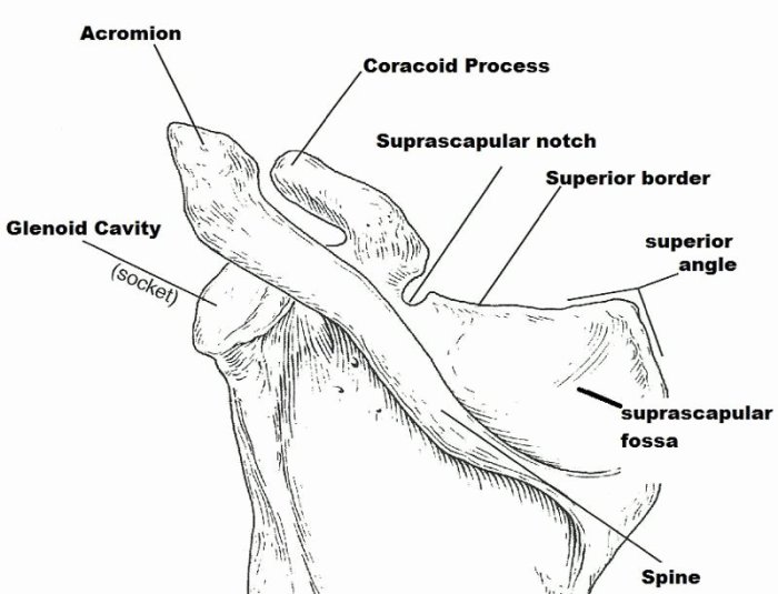 Art labeling activity bones of the appendicular skeleton part 1