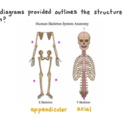 Skeleton human divisions two main axial