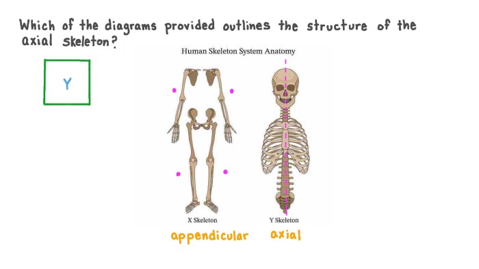 Skeleton human divisions two main axial