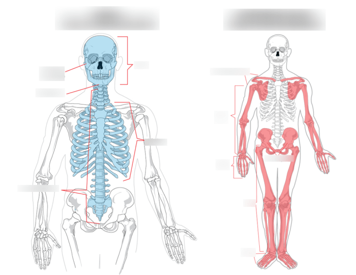 Art labeling activity bones of the appendicular skeleton part 1